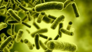 Probiotice, prebiotice, Gastronel,