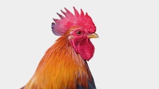 creasta de cocos, Movial Plus,