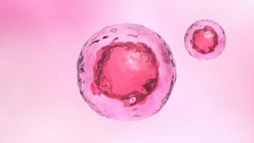 celulele stem, nastere,