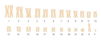 Cromozomi umani