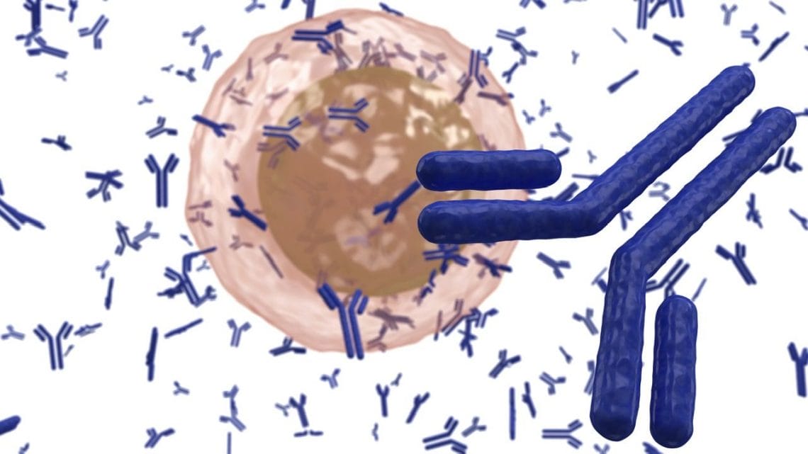 Limfocit B producand anticorpi, coronavirus,