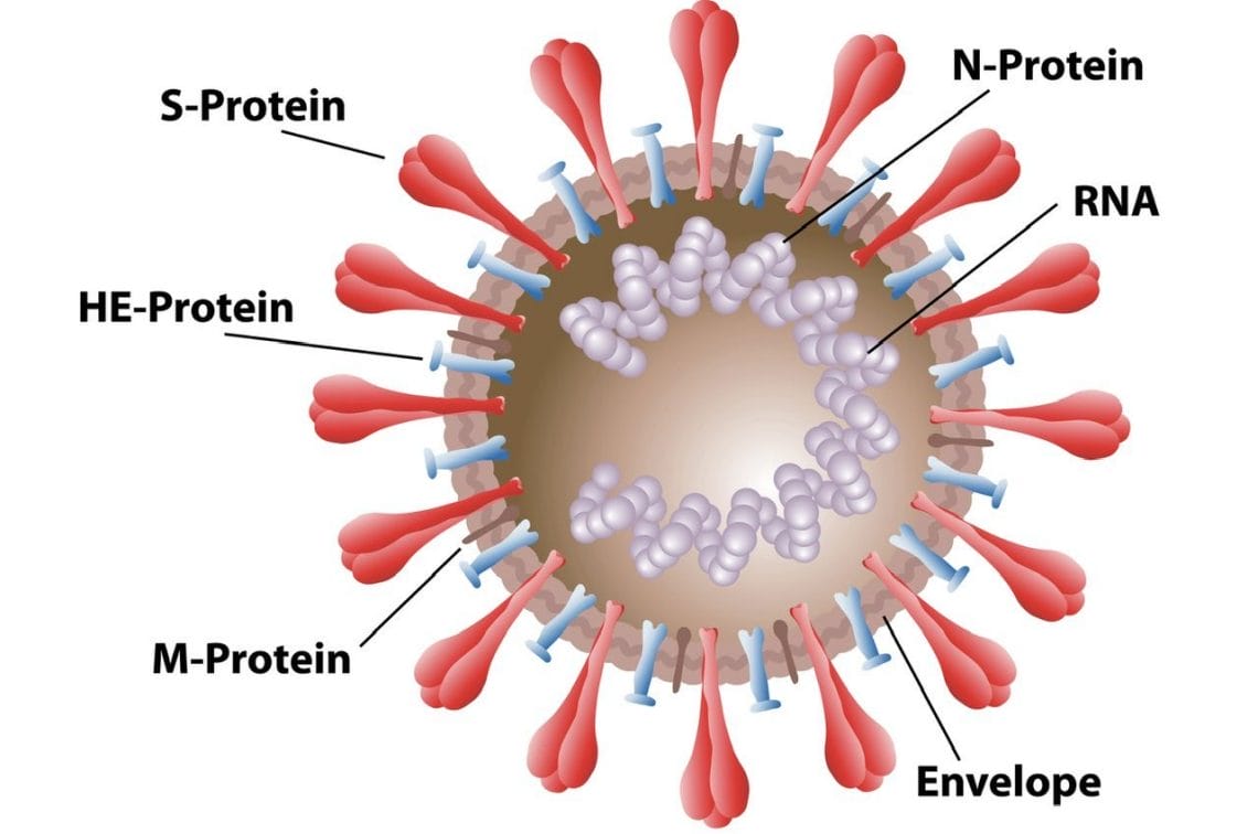 S-Protein este proteina-tepusa