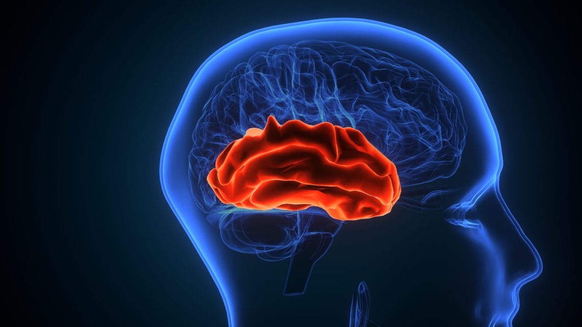 Girusul frontal inferior, unde la persoanele cu ADHD materia cenușie este redusă