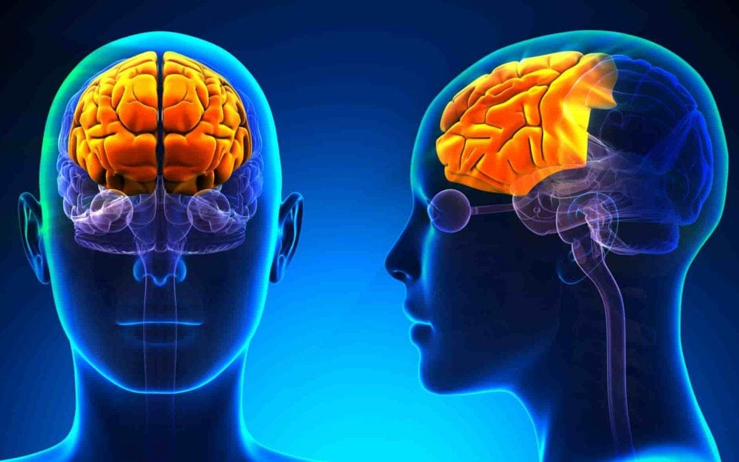 Cortexul prefrontal, responsabil cu majoritatea funcțiilor executive afectate de ADHD