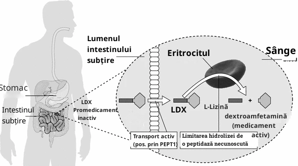Administrarea sistemica a d-amfetaminei prin hidroliza LDX in sange