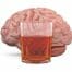 alcoolul, creierul, neuronii,