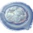 Celula umana, celule stem, Felician Stancioiu,