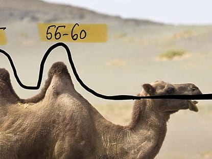 Utilizarea celulelor stem la adult este din ce in ce mai importanta.