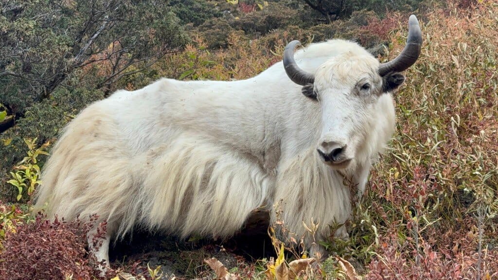 Iak aproape de Island Peak