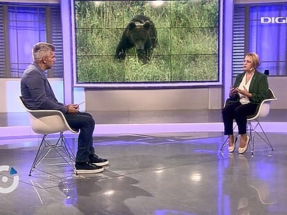 Urbanizare, salbaticie, ursii, DIGIPEDIA,